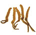picture of Cordyceps sinesis