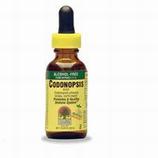 Codonopsis