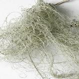 Usnea lichen bulk