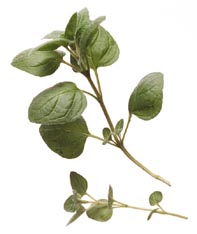 Oregano plant
