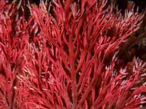 red marine algae