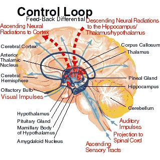 control loop in brain