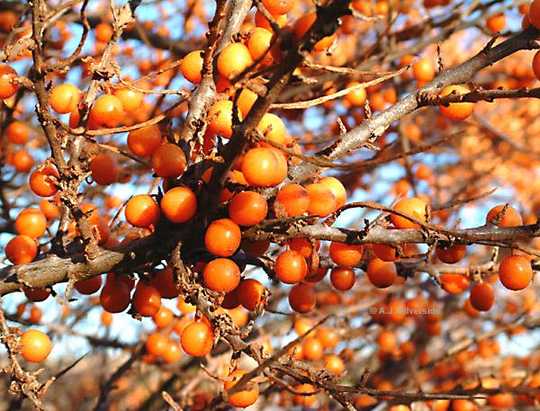 seabuckthorn plant image retrived from http://www-biol.paisley.ac.uk/bioref/Habitats/Dunes2.html